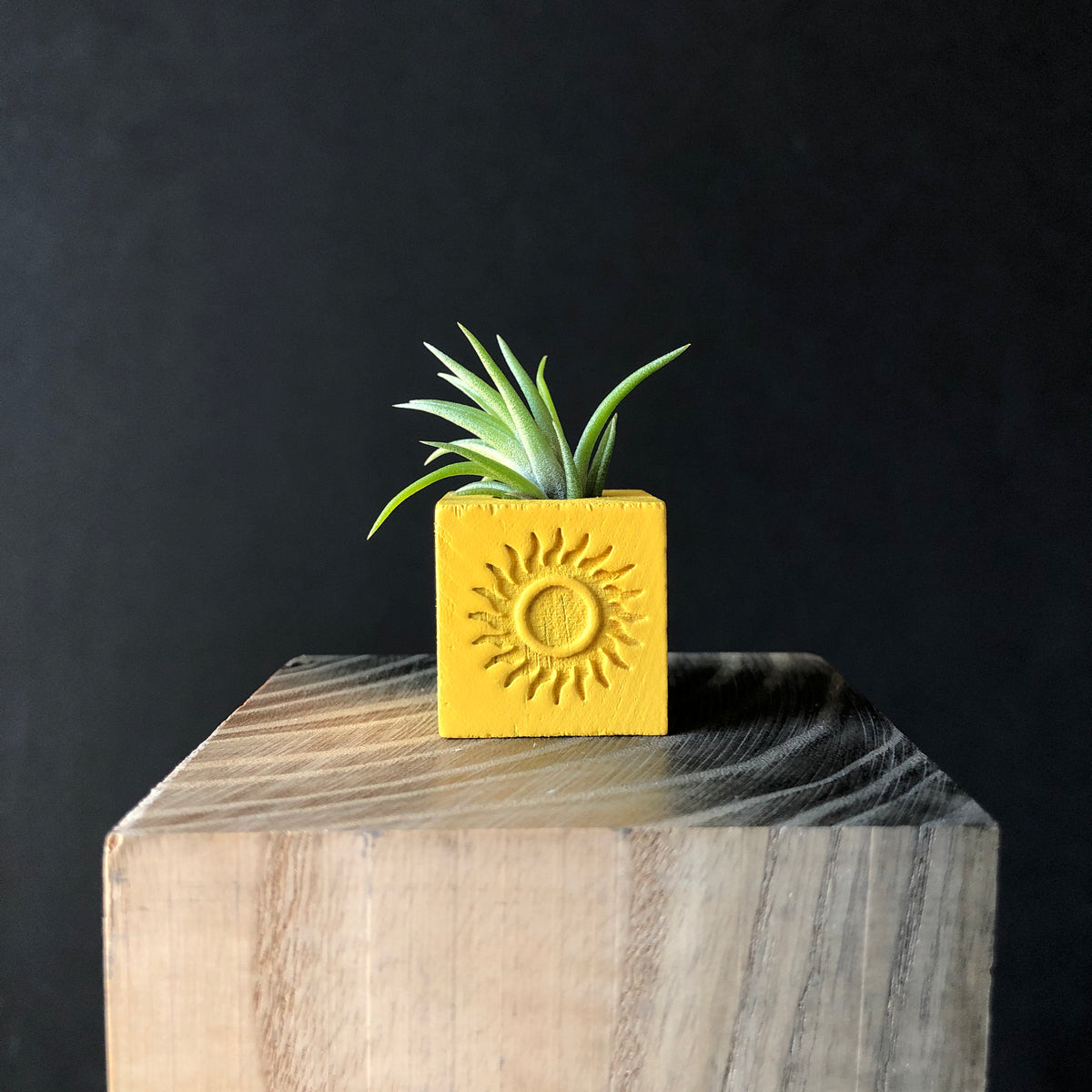 pineapple pot plant holder Sun" Cube Air Plant Holder + Live Mini Air Plant, Yellow – So Very Lovely