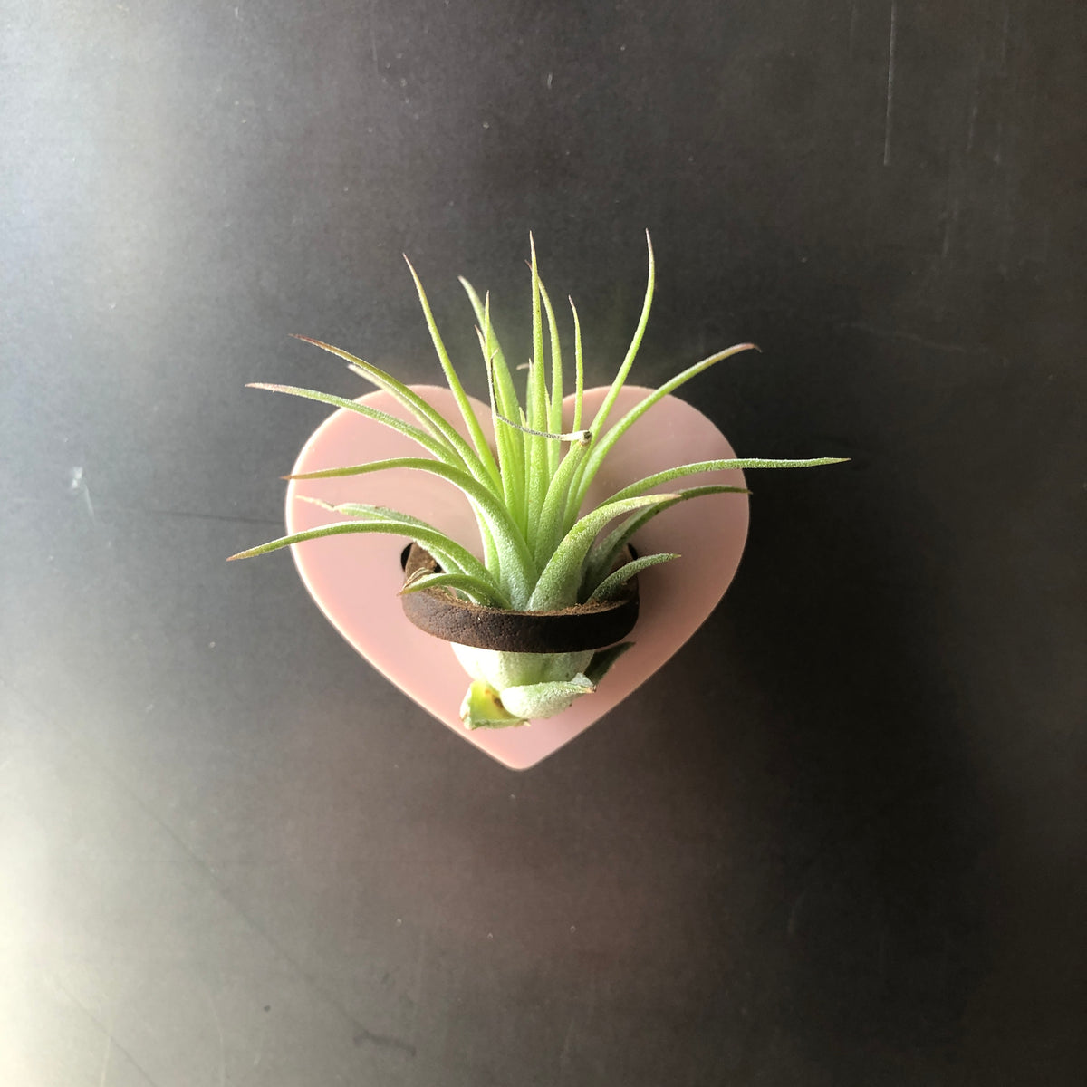 pineapple air plant magnet Mini Heart Magnetic Air Plant Holder, Pink