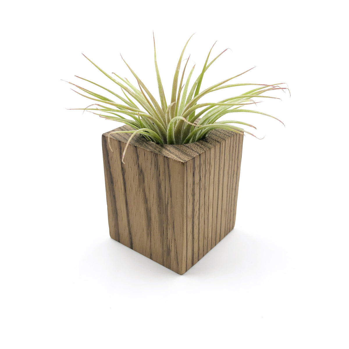 air plant holder wood Wood Box Tabletop Air Plant Holder – So Very Lovely