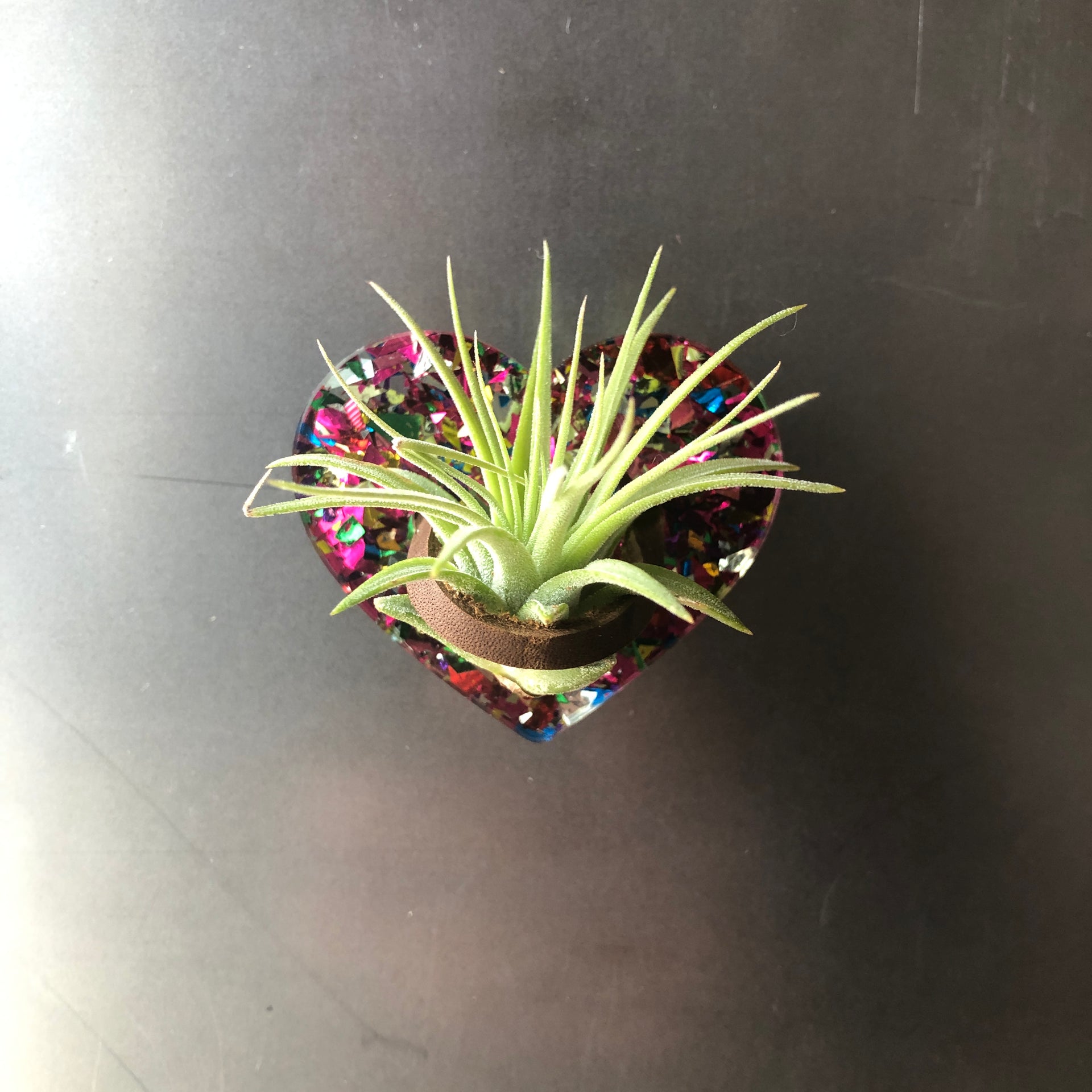 Mini Heart Magnetic Air Plant Holder, Red Confetti