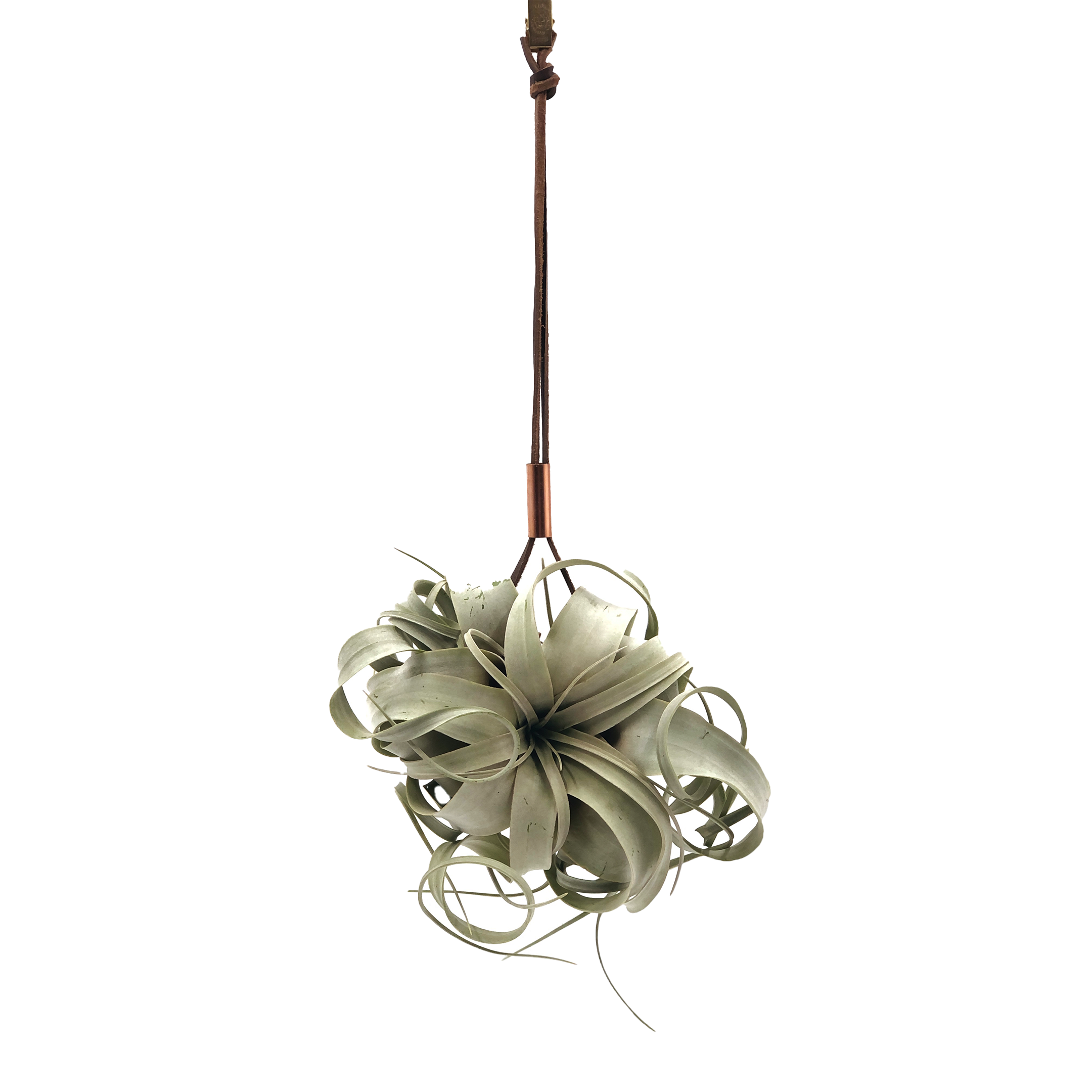 leather air plant holder Leather Bolo, Copper – So Very Lovely