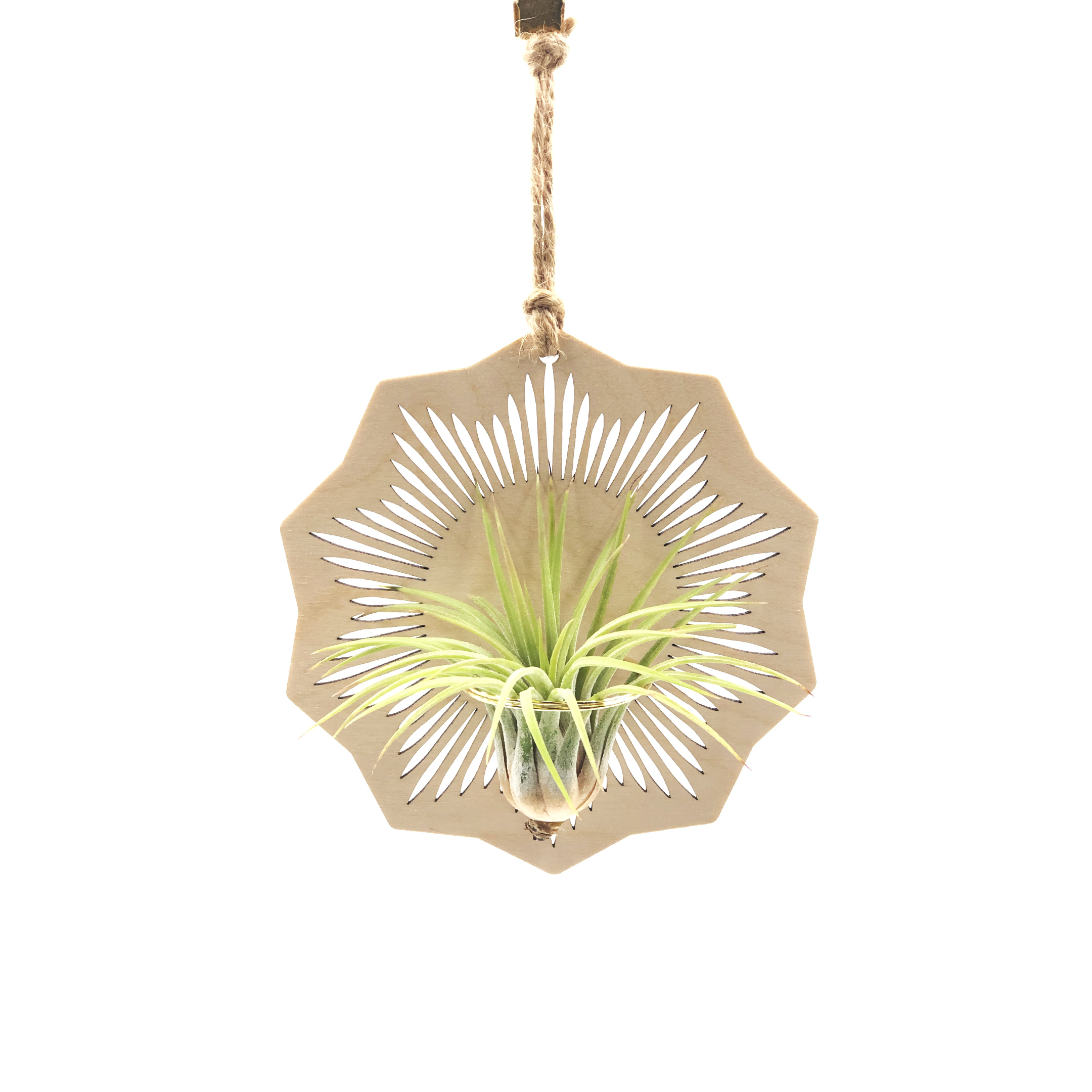 brass air plant holder Sunburst Air Plant Holder