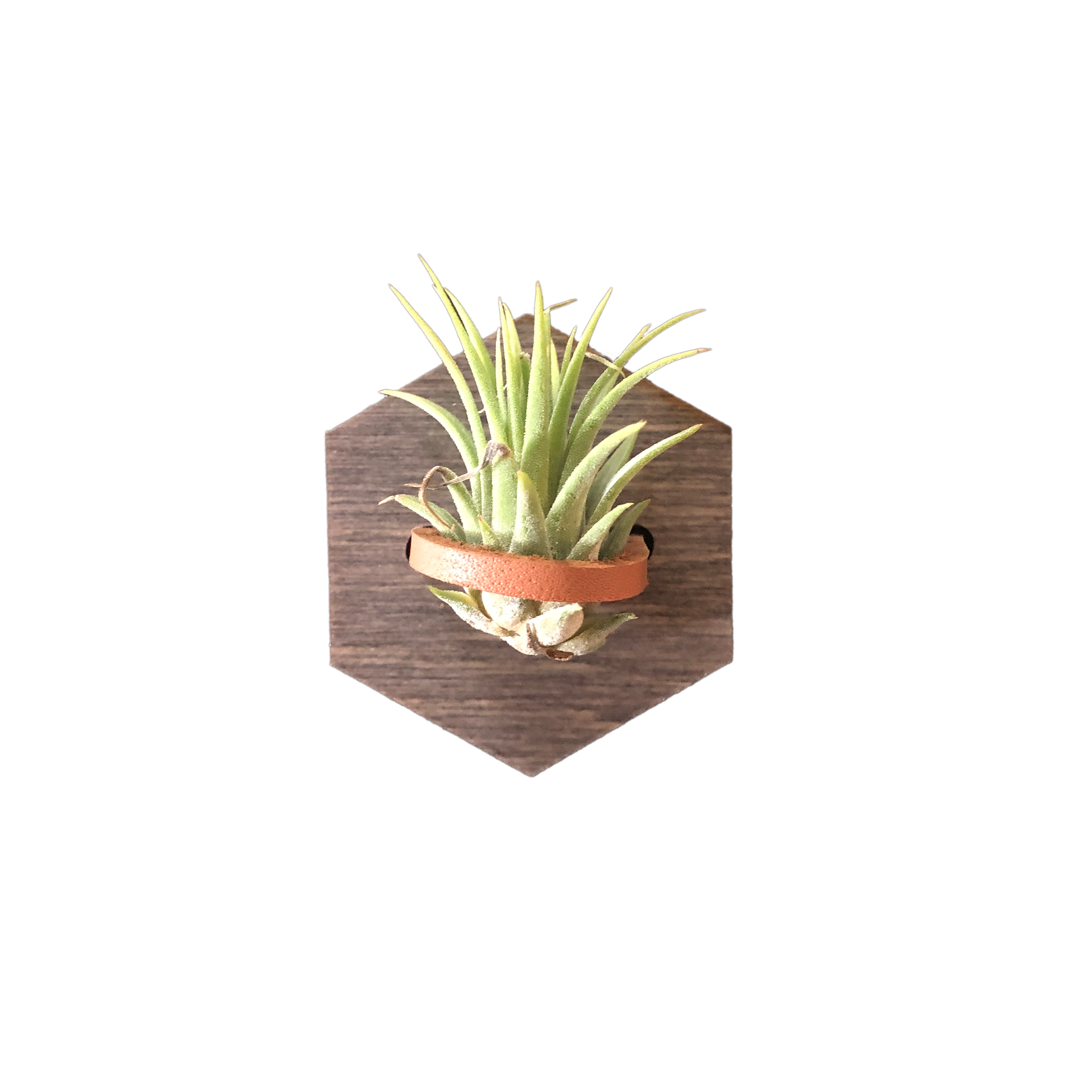 magnetic air plant holder Mini Hexagon Magnetic Air Plant Holder