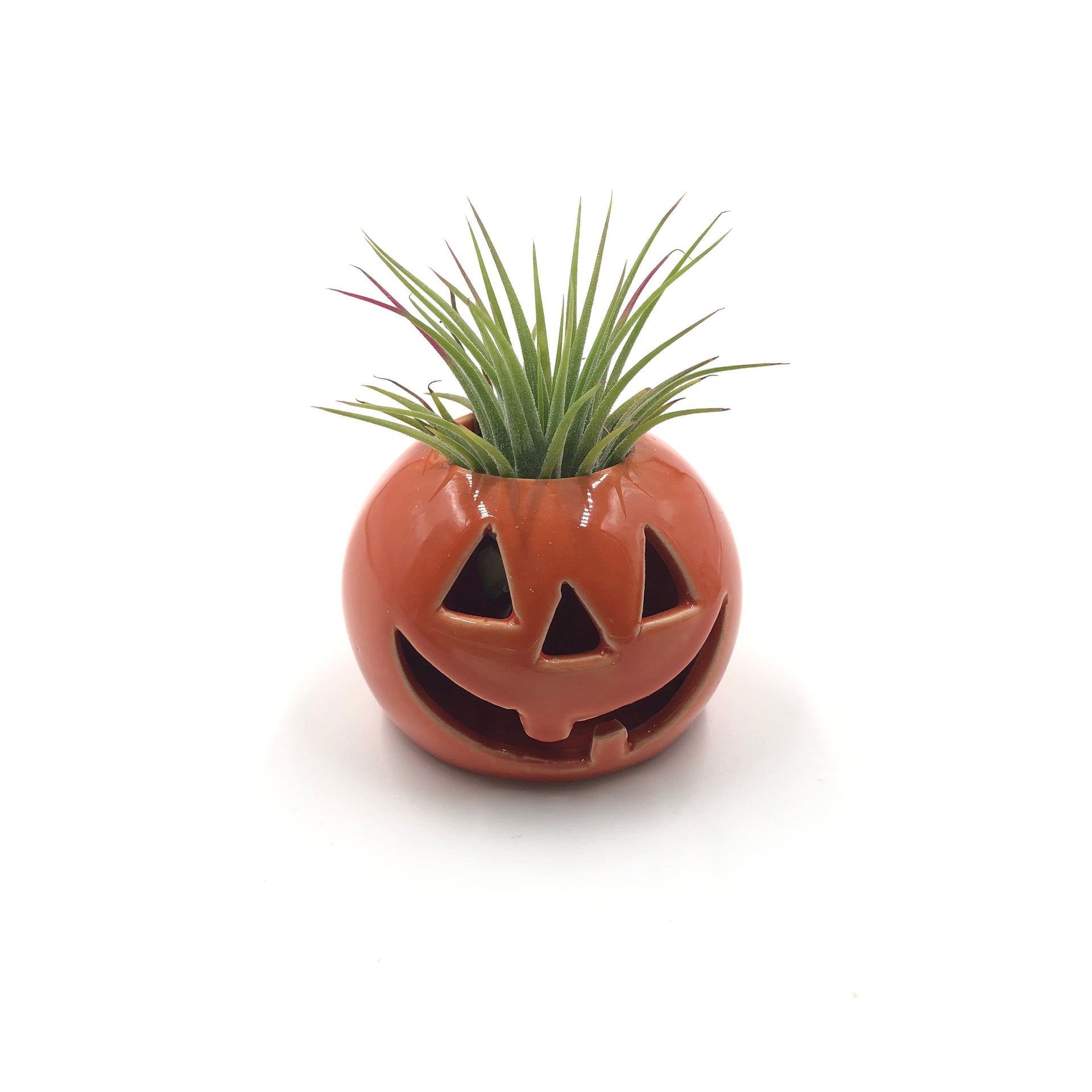 pumpkin air plant holder Pumpkin Tabletop Air Plant Holder